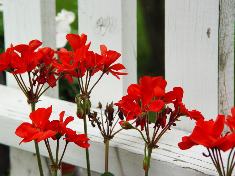 red flowers on white fence